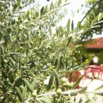 OLIVOS EN VERANO EN EL CAMPO DE TIRO